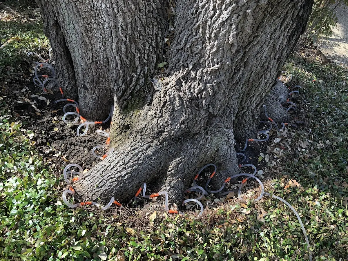 Detailed Tree Cabling and Bracing job site in Santa Claus