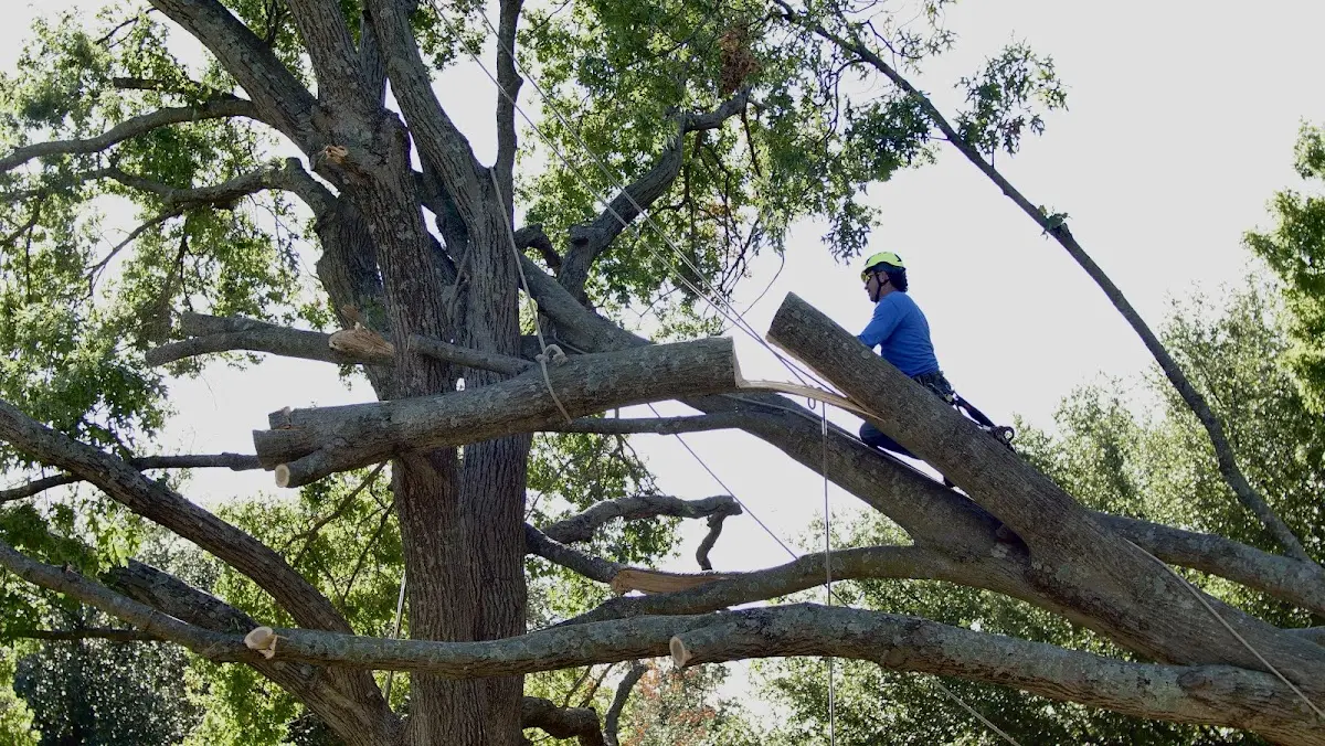 Professional Crown Thinning performed by certified arborists in Santa Claus